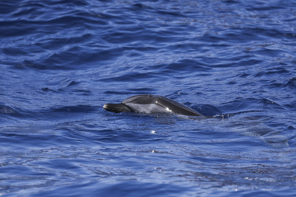 9月14日，在海南萬寧一處海域，海豚“萬萬”在大海中暢游。