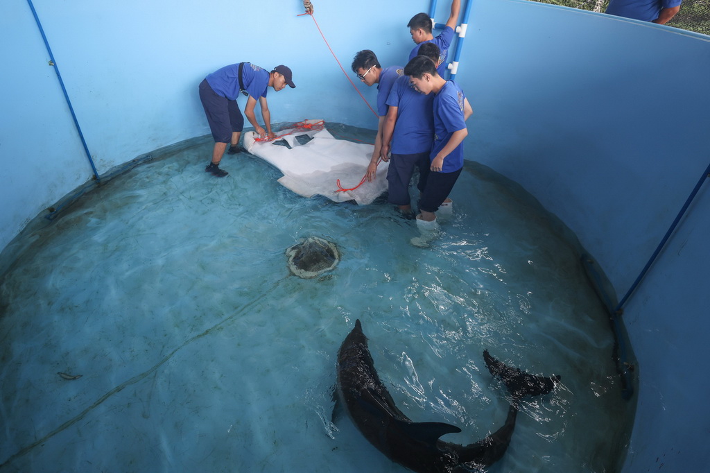 9月14日，在位于海南陵水的救助中心，救助人員在做放歸前的準備工作。