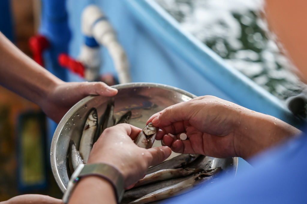 9月14日，在位于海南陵水的救助中心，救助人員將保護胃黏膜的藥物塞進準備投喂給海豚“萬萬”的食物中，防止海豚出現應激反應損傷胃部。