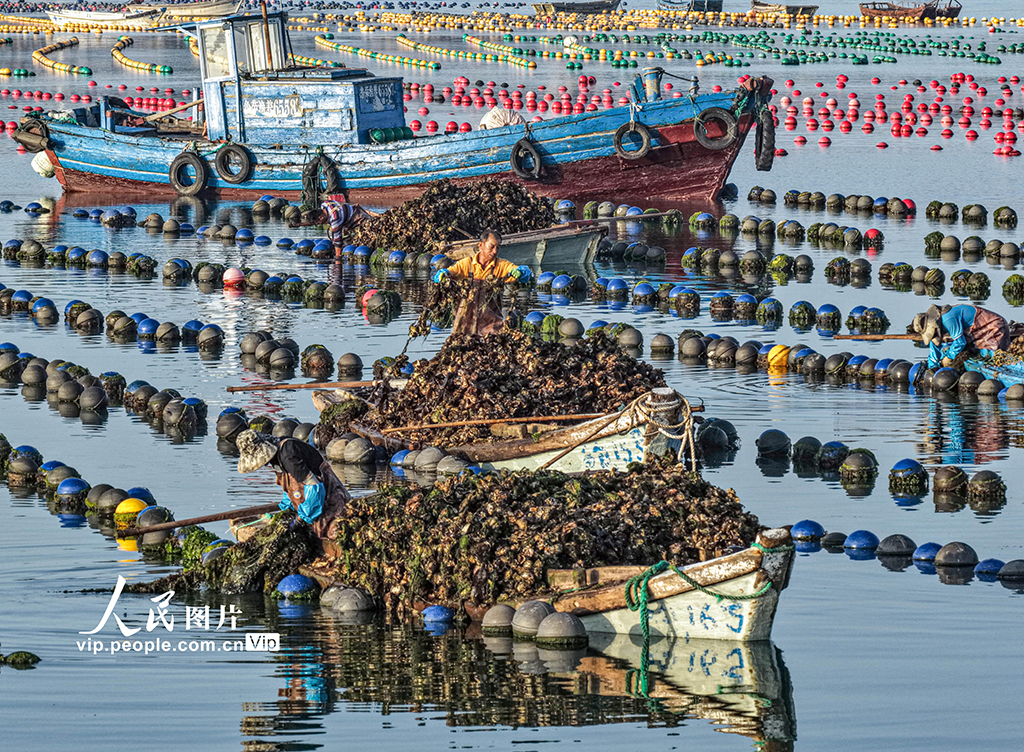 山東榮成：收獲牡蠣 供應市場【2】