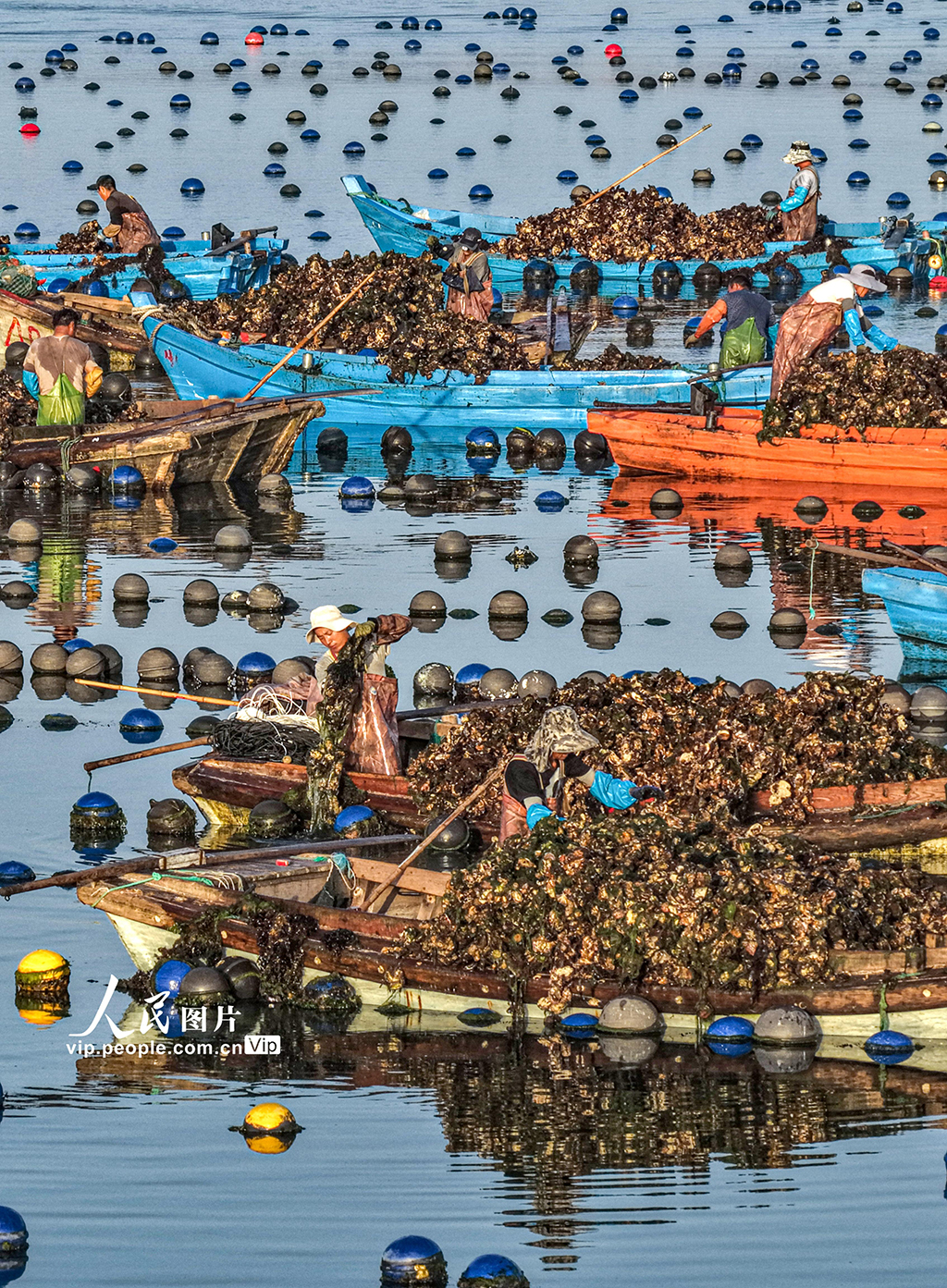 山東榮成：收獲牡蠣 供應市場【3】