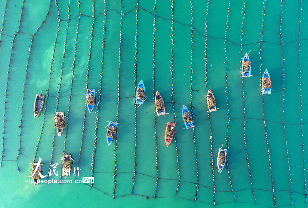 山東榮成：收獲牡蠣 供應市場【4】