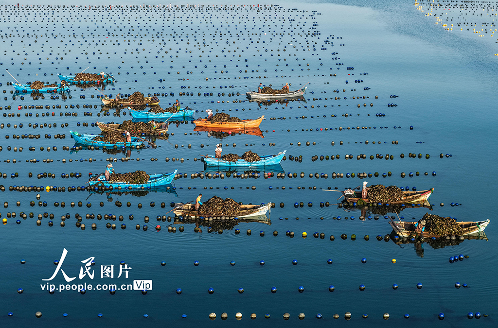 山東榮成：收獲牡蠣 供應市場【5】