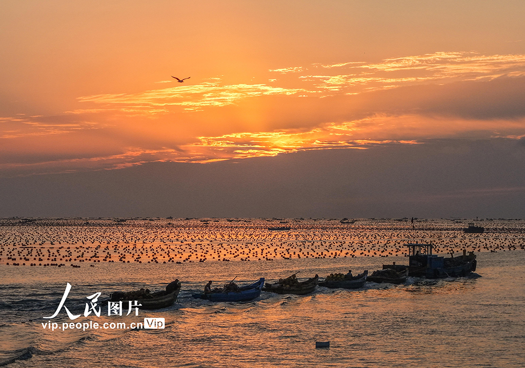 山東榮成：收獲牡蠣 供應市場【6】