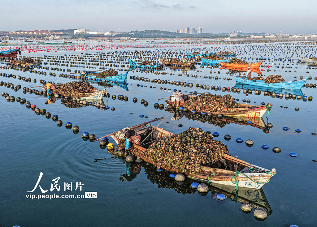 山東榮成：收獲牡蠣 供應市場【7】