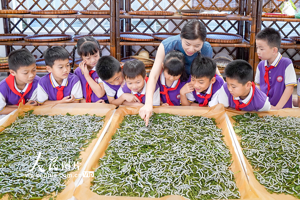 浙江安吉:桑蠶文化進校園【3】