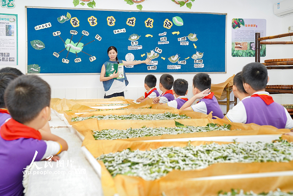 浙江安吉:桑蠶文化進校園【4】