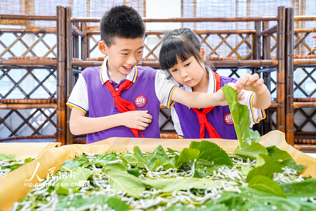 浙江安吉:桑蠶文化進校園【2】