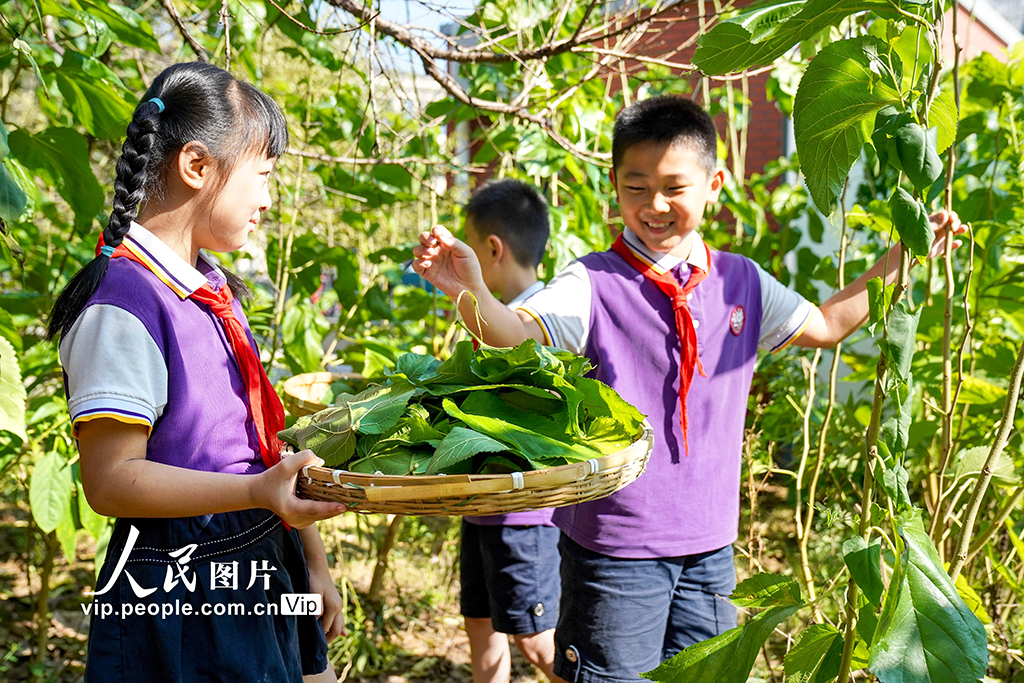 浙江安吉:桑蠶文化進校園【5】