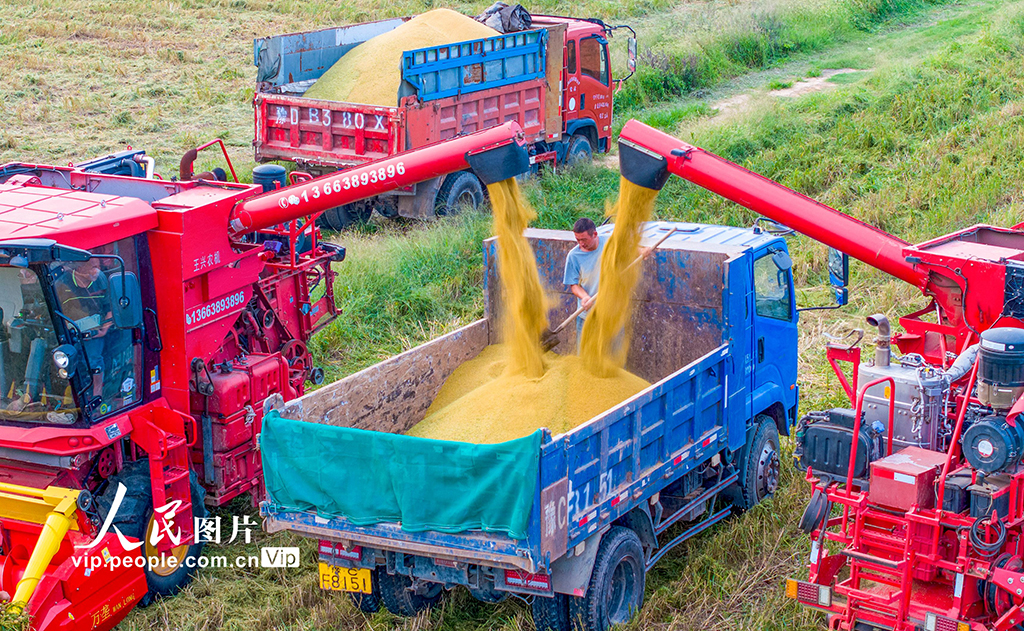 河南洛陽：谷子開鐮收割
