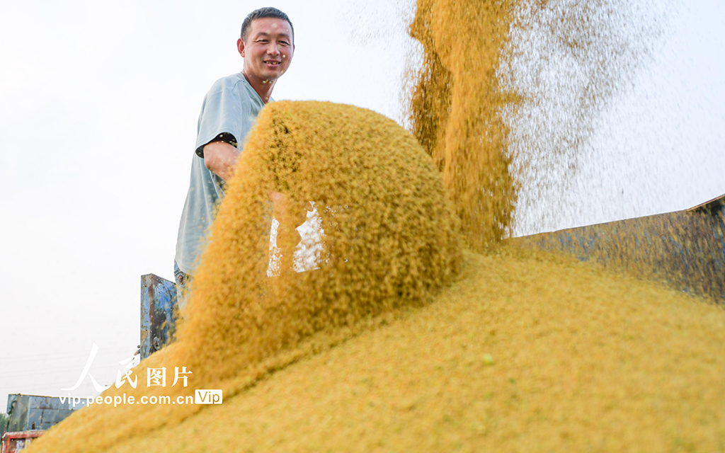 河南洛陽：谷子開鐮收割【4】