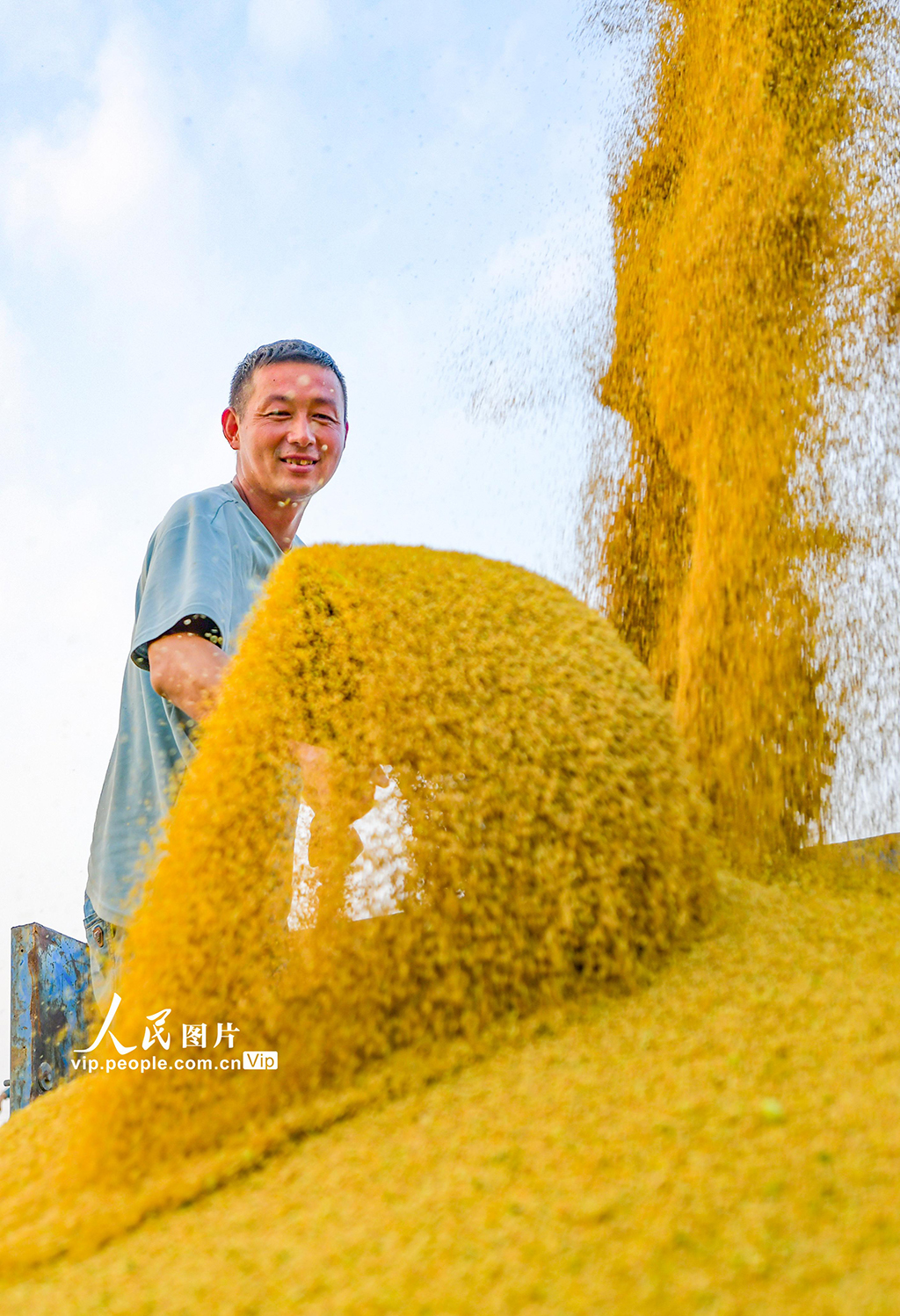 河南洛陽：谷子開鐮收割【6】