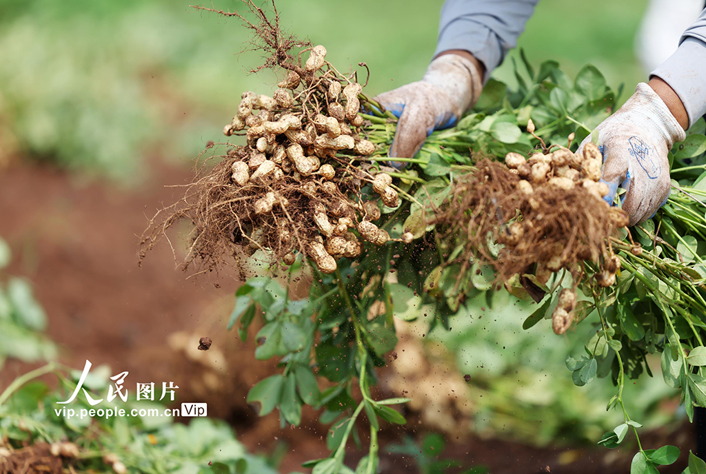 9月16日，山東省臨沂市郯城縣郯城街道魯莊村村民正在收獲山地花生。