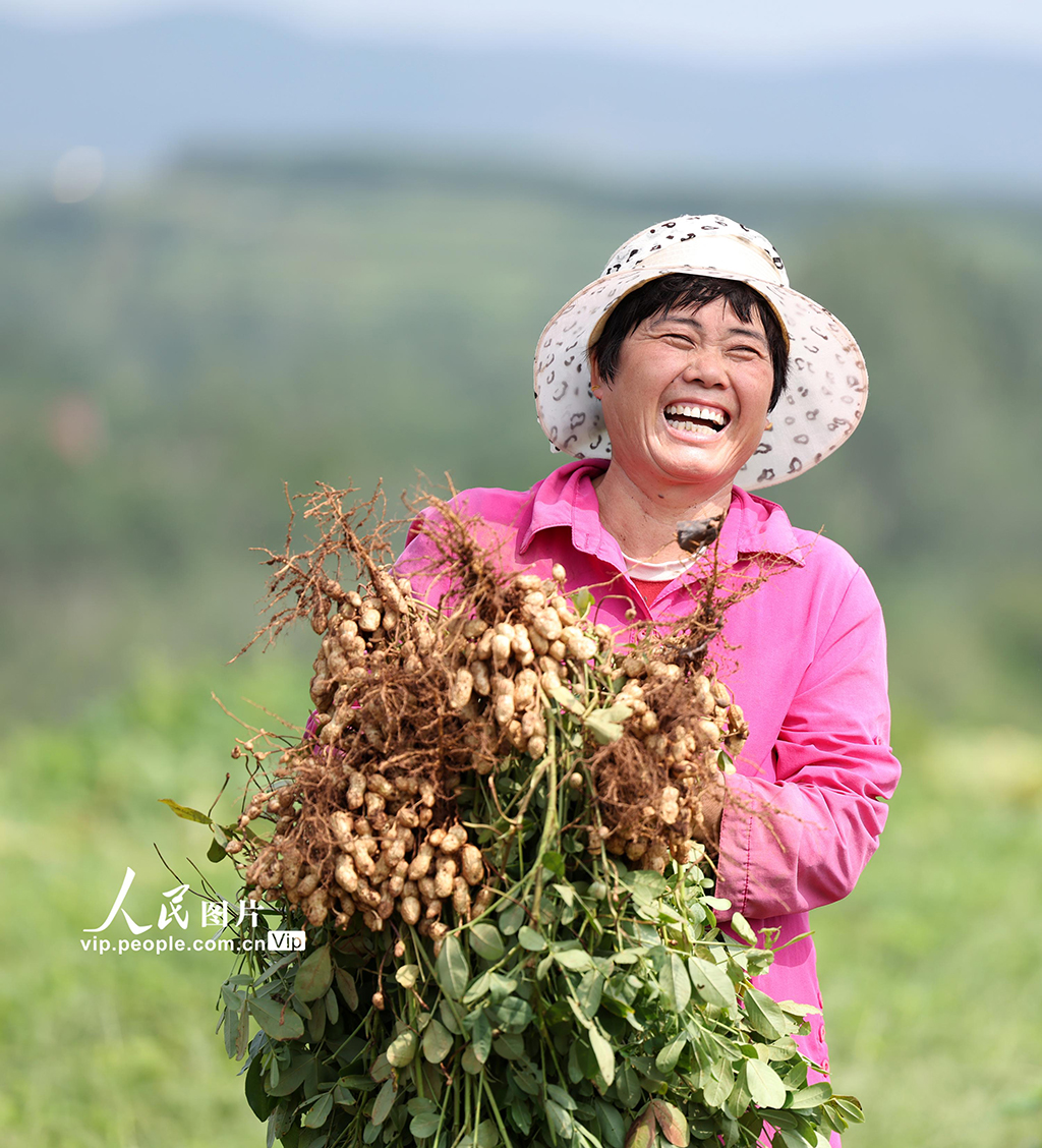 9月16日，山東省臨沂市郯城縣郯城街道魯莊村村民正在收獲山地花生。