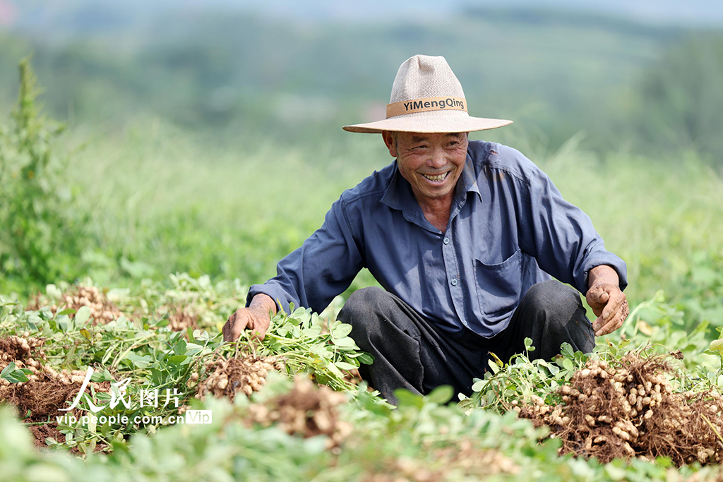 山東郯城：山地花生喜豐收