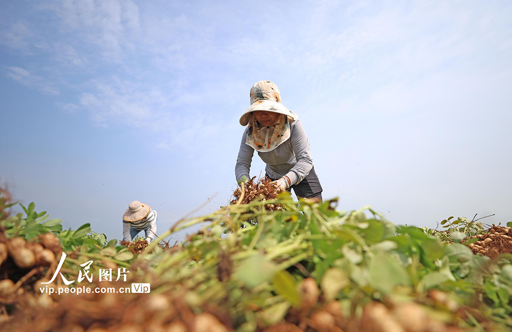 9月16日，山東省臨沂市郯城縣郯城街道魯莊村村民正在收獲山地花生。