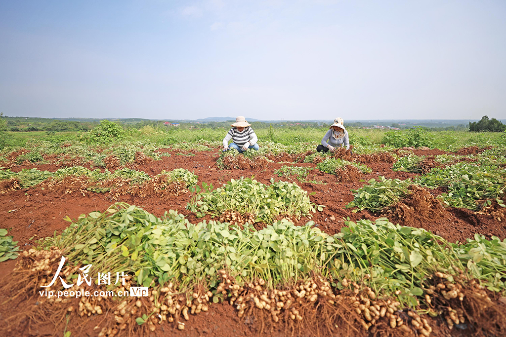 9月16日，山東省臨沂市郯城縣郯城街道魯莊村村民正在收獲山地花生。