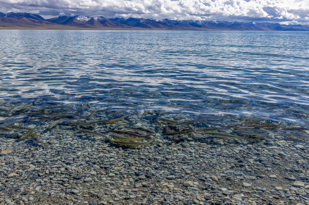 這是在納木錯拍攝到的國家二級保護動物高原裸鯉（9月16日攝）。