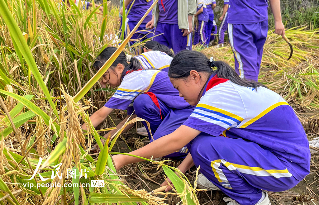 四川通江:“共享稻田”讓學生體驗勞動快樂【2】