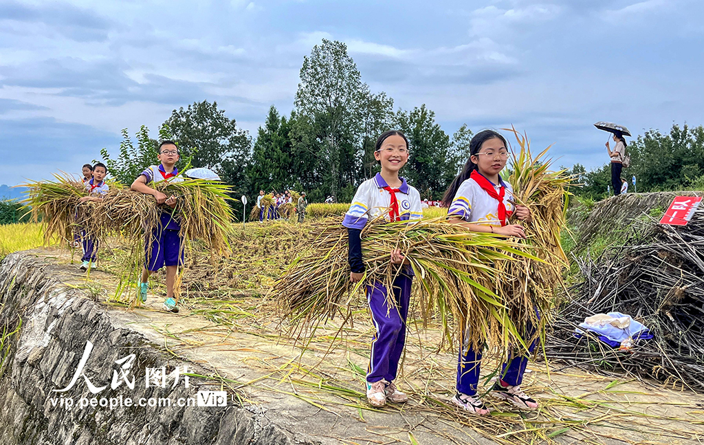 四川通江:“共享稻田”讓學生體驗勞動快樂【4】