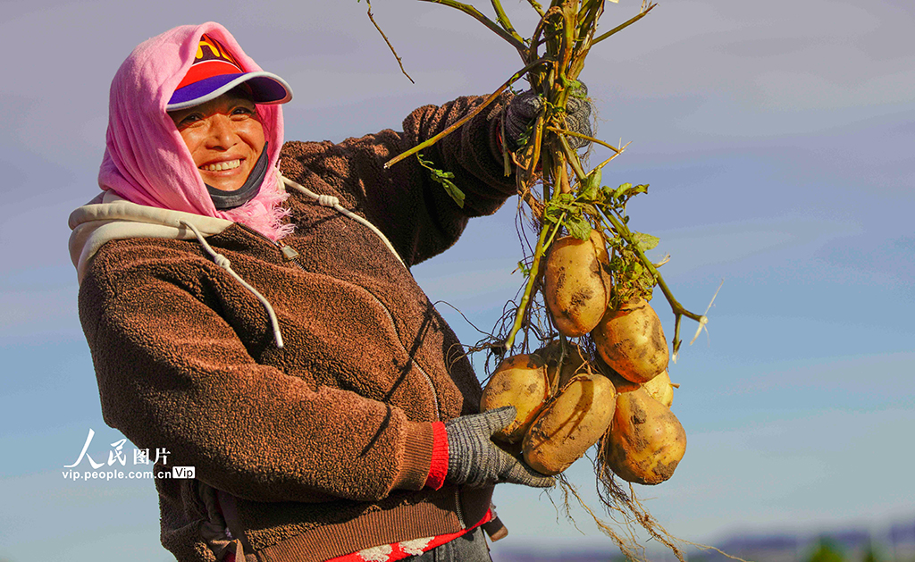 河北圍場：馬鈴薯喜獲豐收