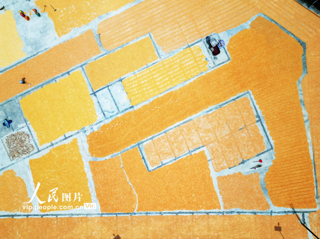 貴州黔西：豐收季節曬秋忙