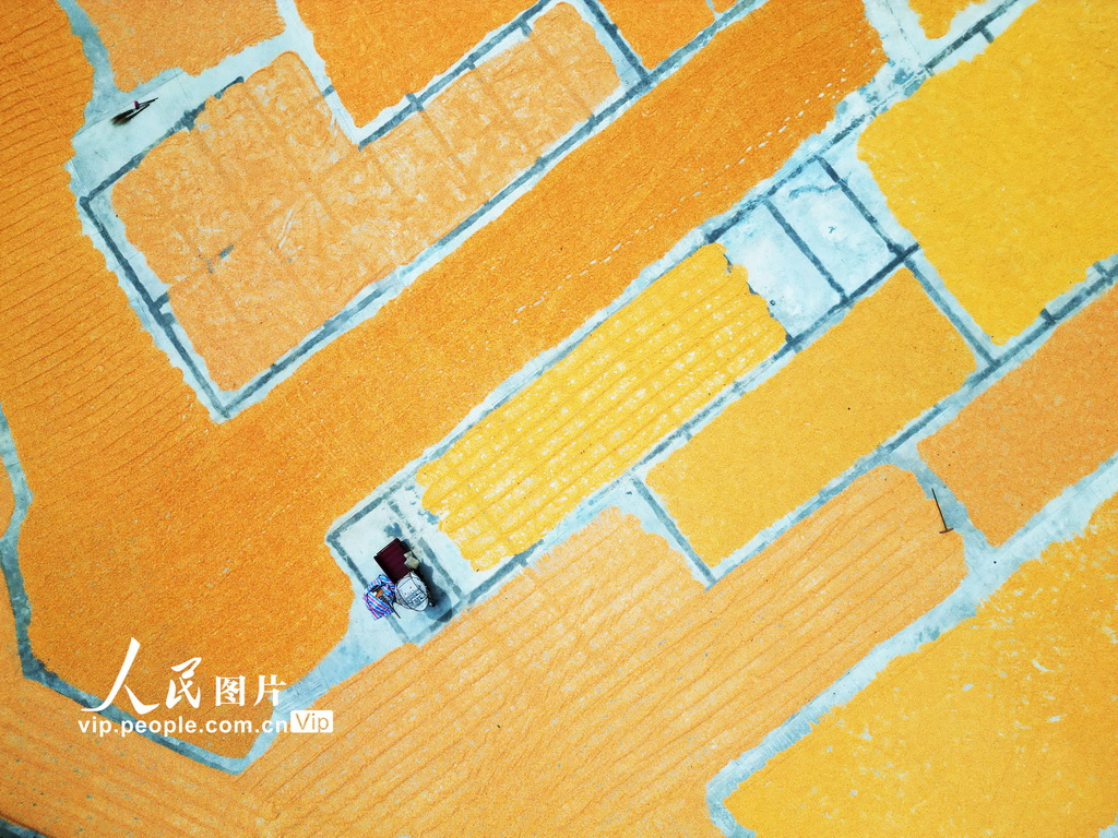 貴州黔西:豐收季節曬秋忙【2】