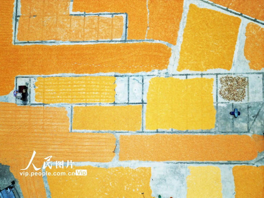 貴州黔西:豐收季節曬秋忙【3】