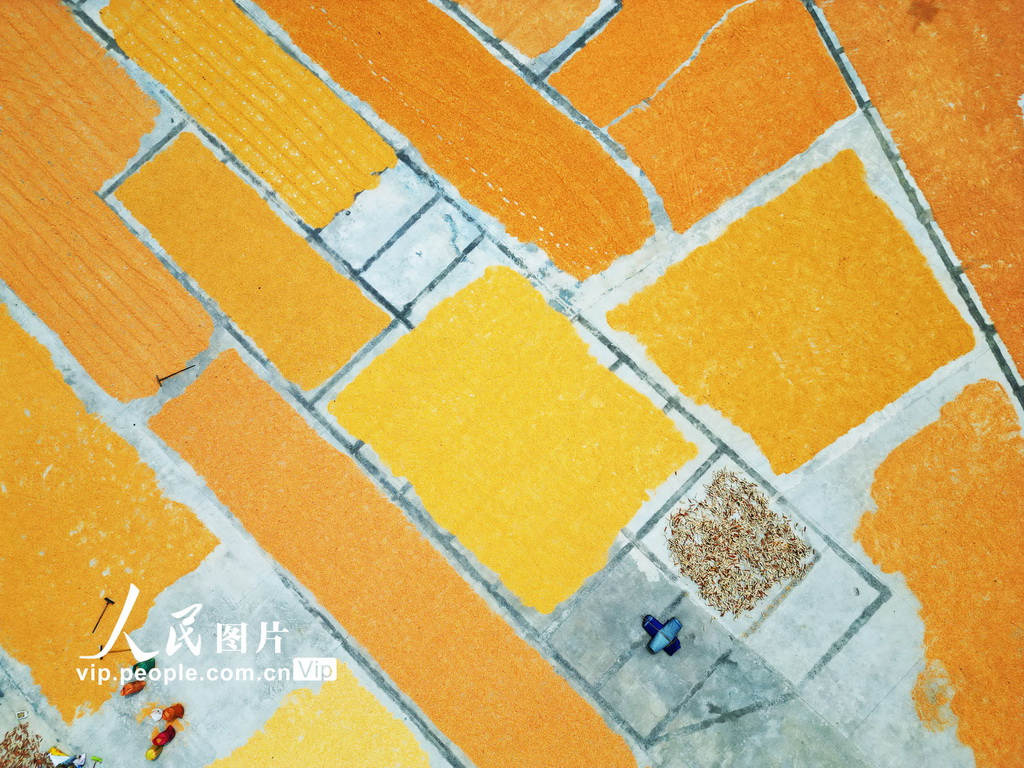 貴州黔西:豐收季節曬秋忙【4】