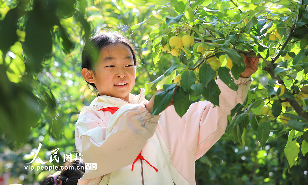 甘肅民樂:校園“豐收節”【3】
