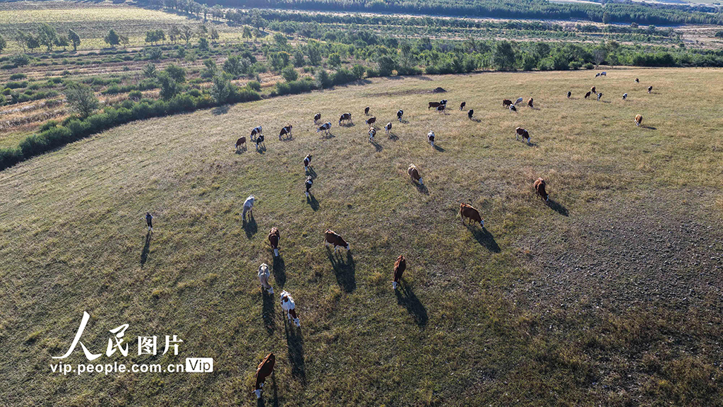 河北豐寧:壩上秋日如畫【5】