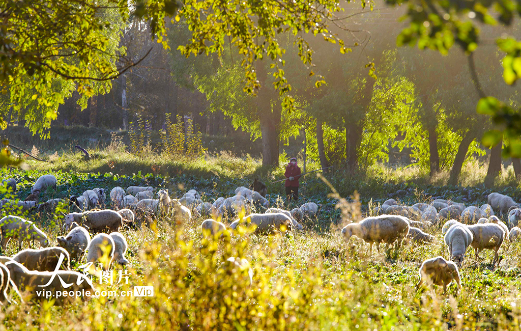 河北豐寧:壩上秋日如畫【6】