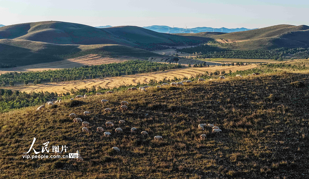 河北豐寧:壩上秋日如畫【7】