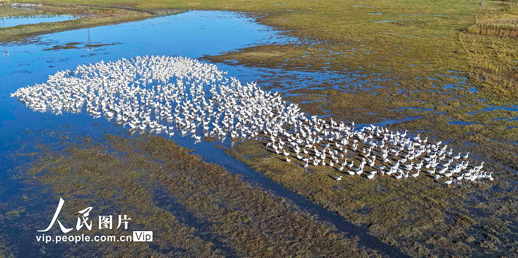 河北豐寧:壩上秋日如畫【8】