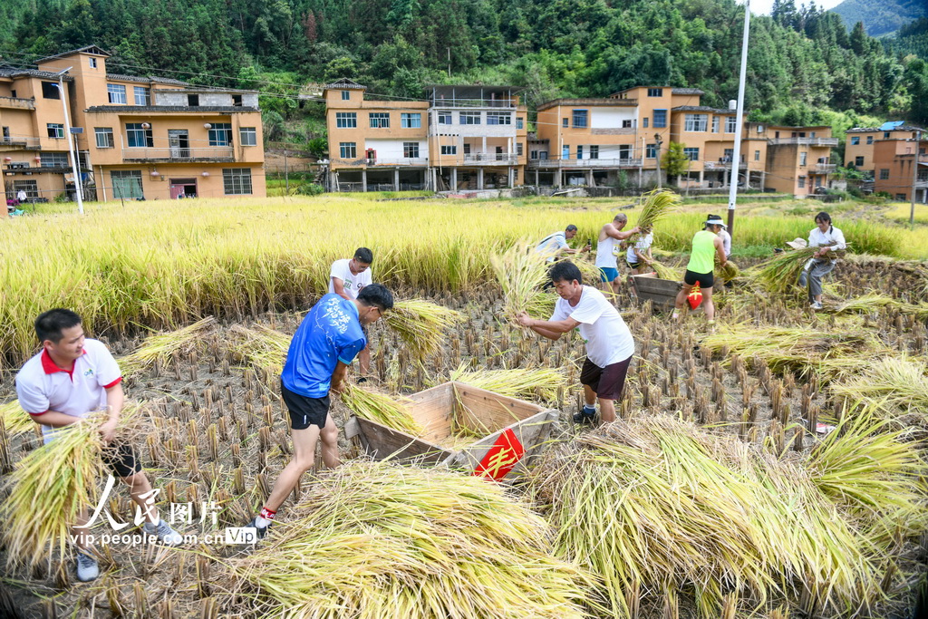 9月20日，貴州省黔西南布依族苗族自治州冊亨縣者樓街道高峰村，當地群眾在參加稻谷脫粒比賽。