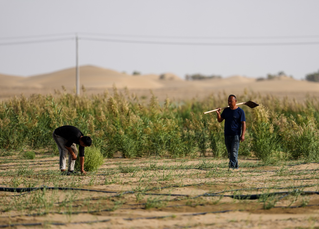 9月20日，工作人員在新疆尉犁縣境內的塔里木河南岸防沙治沙區巡視。新華社記者 江文耀 攝