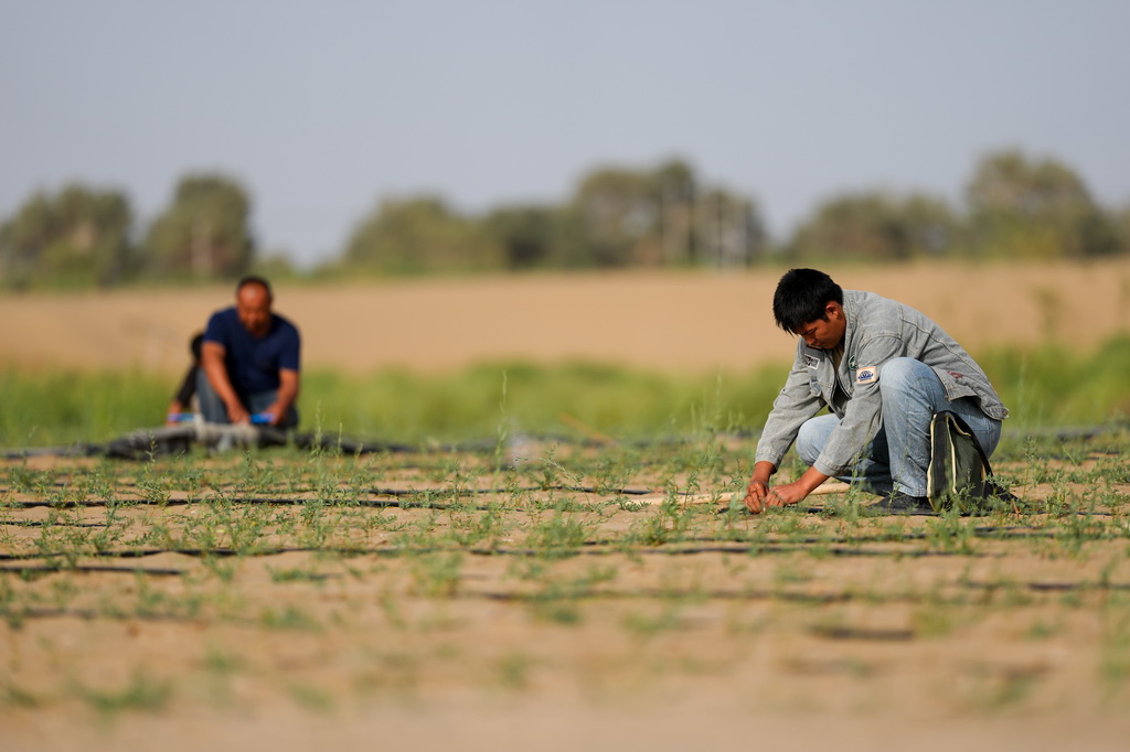 9月20日，在新疆尉犁縣境內的塔里木河南岸防沙治沙區，工作人員查看滴灌管情況。新華社記者 江文耀 攝