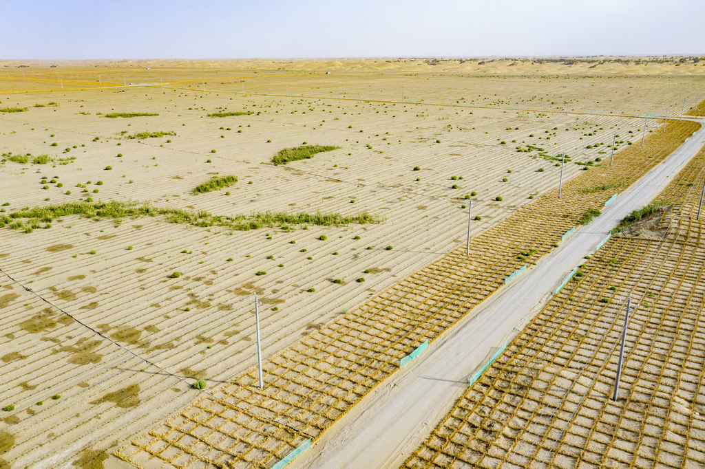 羅布麻讓沙漠“披綠生金”