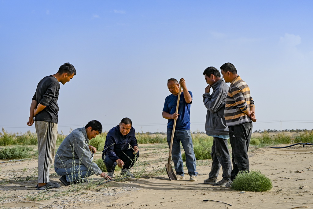 9月20日，新疆尉犁縣國有林管理局護林員艾力·尼亞孜（左三）和工作人員一起查看羅布麻長勢。新華社記者 陳朔 攝