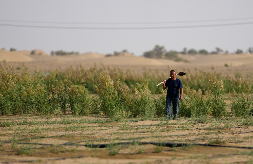 9月20日，工作人員在新疆尉犁縣境內的塔里木河南岸防沙治沙區巡視。新華社記者 江文耀 攝