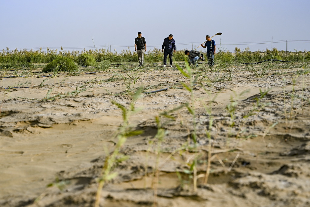 9月20日，新疆尉犁縣國有林管理局護林員艾力·尼亞孜（左二）和工作人員一起查看羅布麻長勢。新華社記者 陳朔 攝