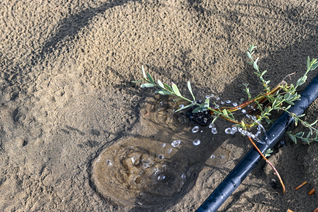 在新疆尉犁縣境內的塔里木河南岸防沙治沙區拍攝的利用滴灌灌溉的羅布麻（9月20日攝）。新華社記者 陳朔 攝