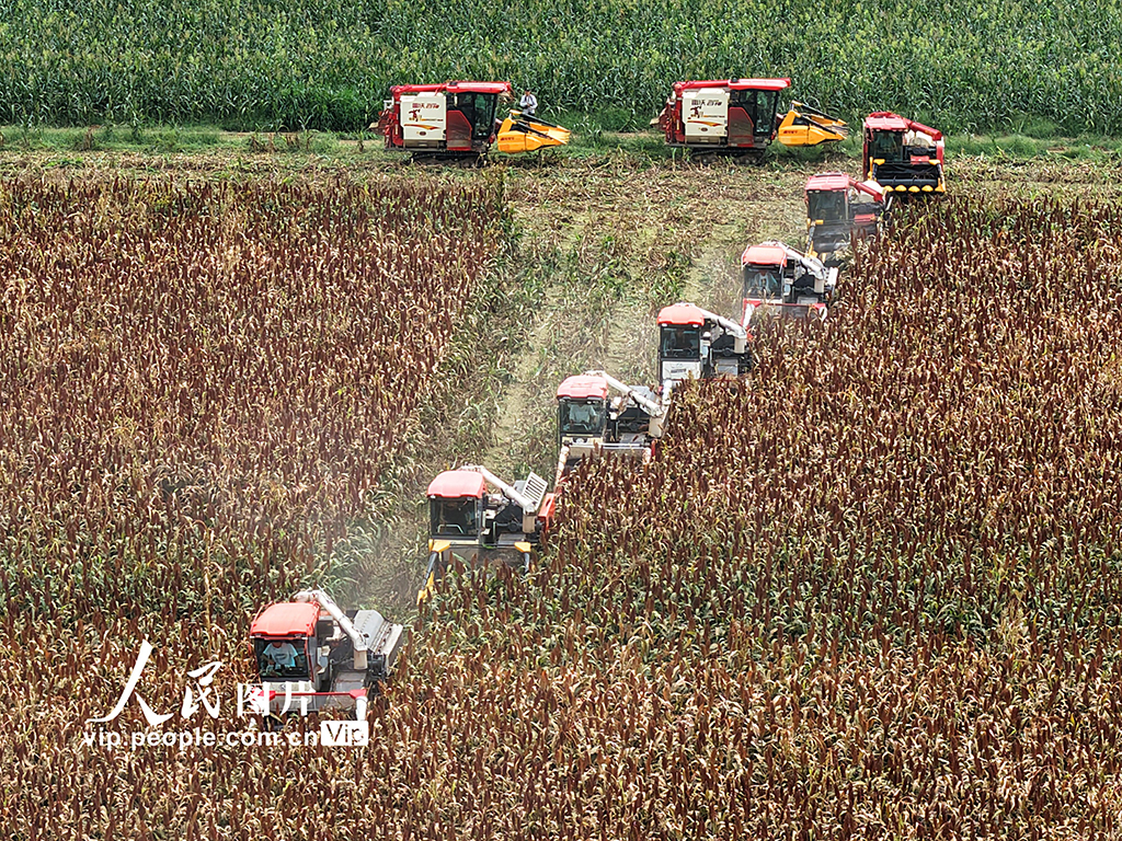 江蘇金壇：高粱開鐮收割