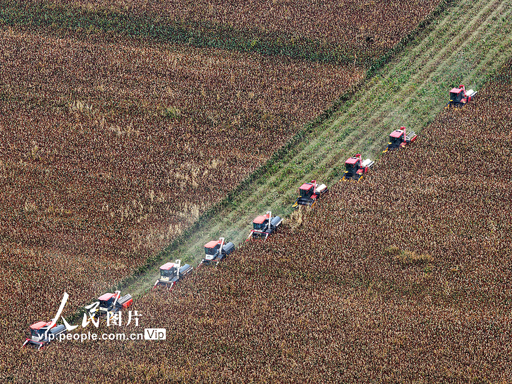 江蘇金壇:高粱開鐮收割【2】