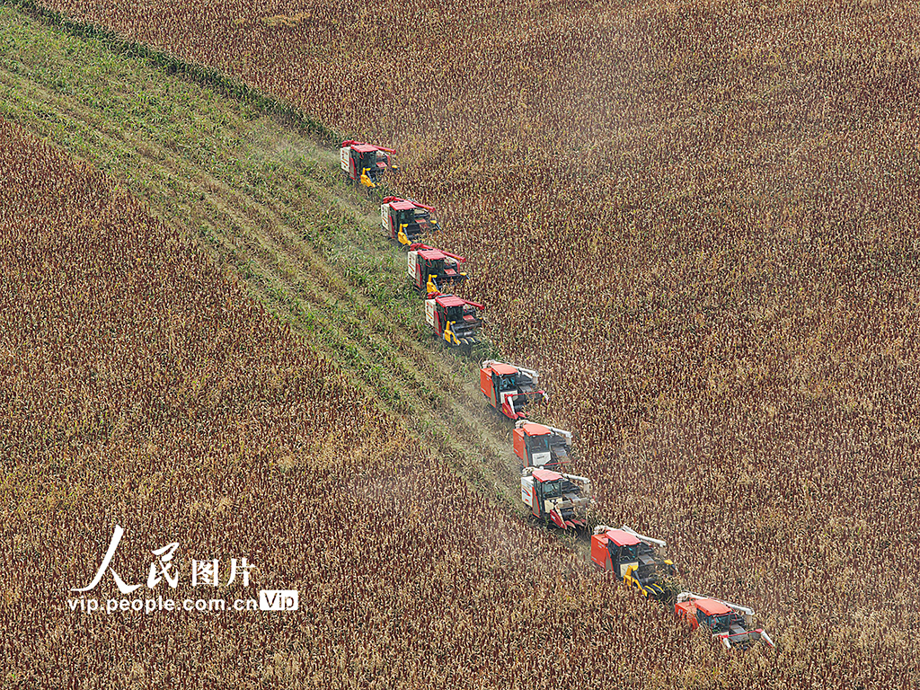 江蘇金壇：高粱開鐮收割【3】