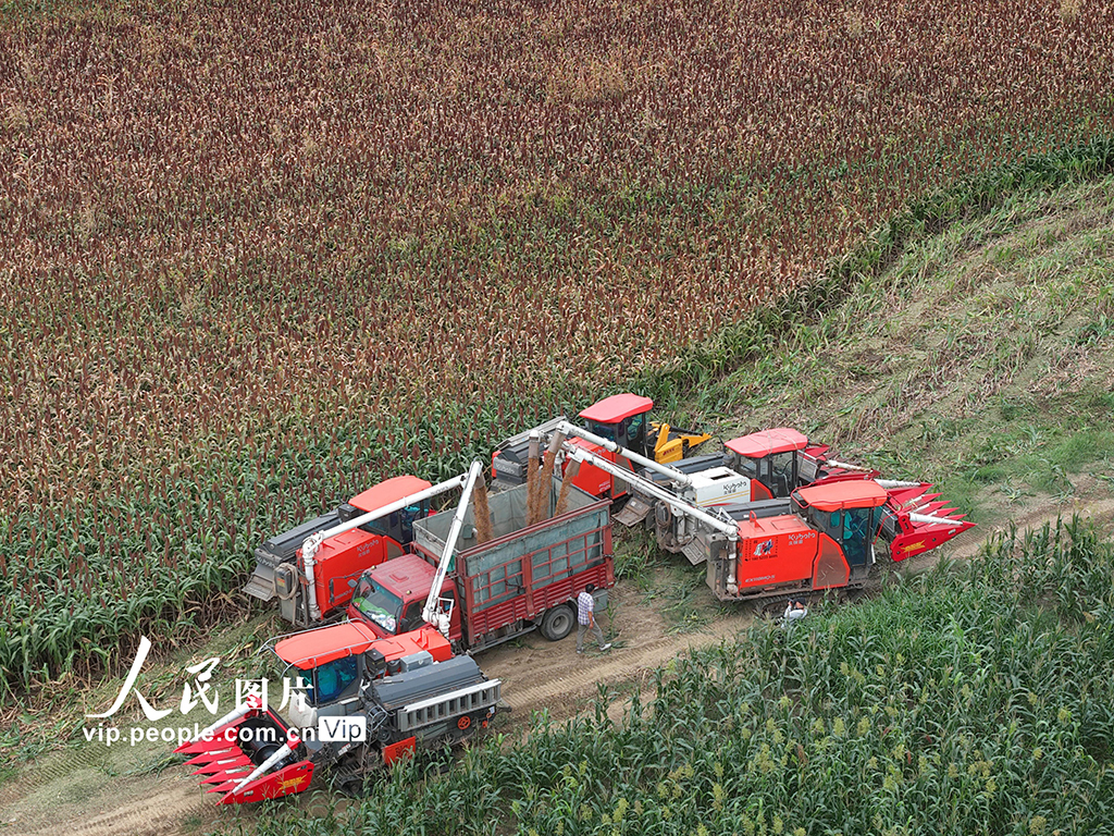 江蘇金壇:高粱開鐮收割【4】