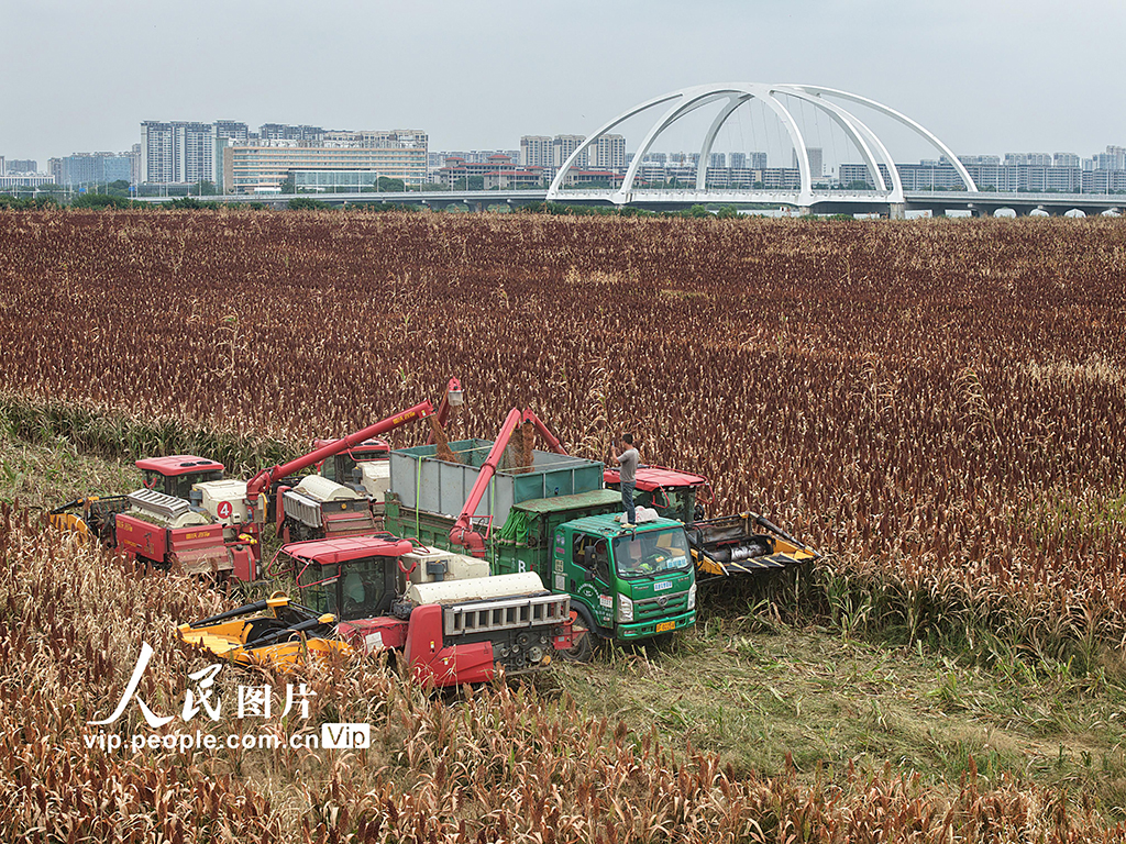 江蘇金壇：高粱開鐮收割【5】