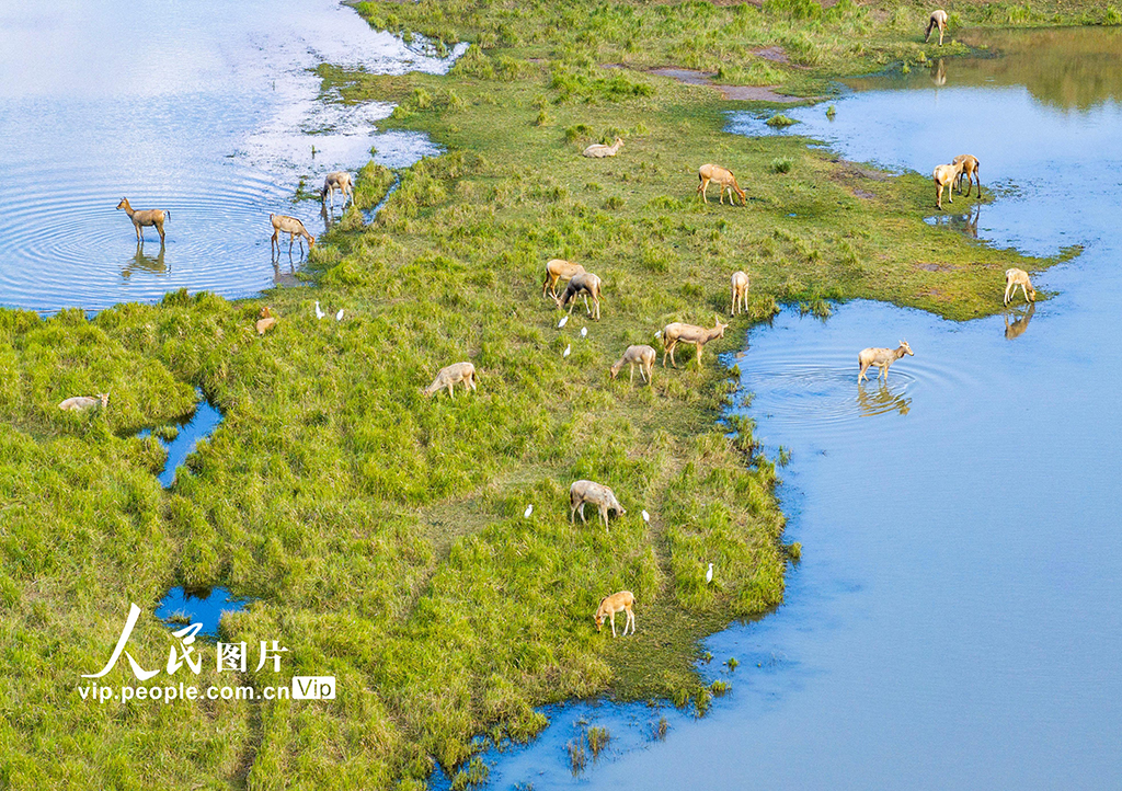 江蘇鹽城：生態好 麋鹿歡
