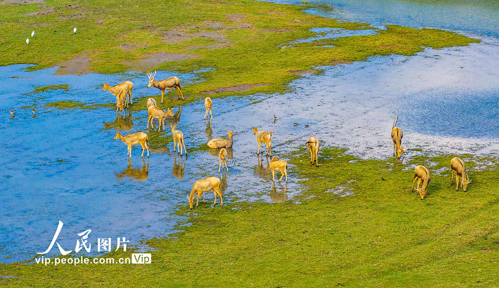 江蘇鹽城:生態好 麋鹿歡【2】