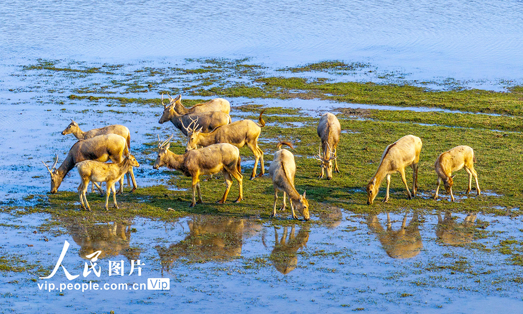 江蘇鹽城：生態好 麋鹿歡【3】